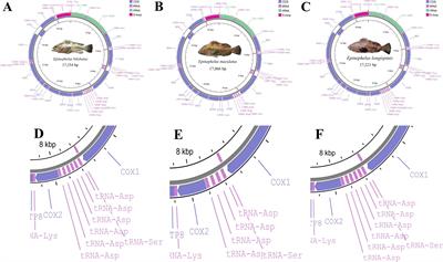 Comparative characterization and phylogenetic analysis of complete mitogenome of three taxonomic confused groupers and the insight to the novel gene tandem duplication in Epinephelus